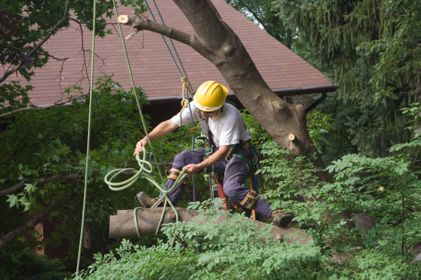 Best Tree Disease Treatment  in Ke Providence, LA