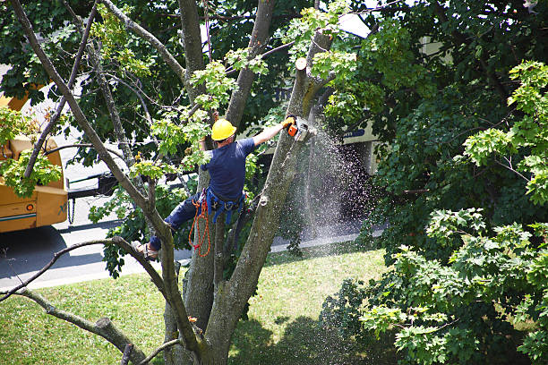 Best Tree Cabling and Bracing  in Ke Providence, LA